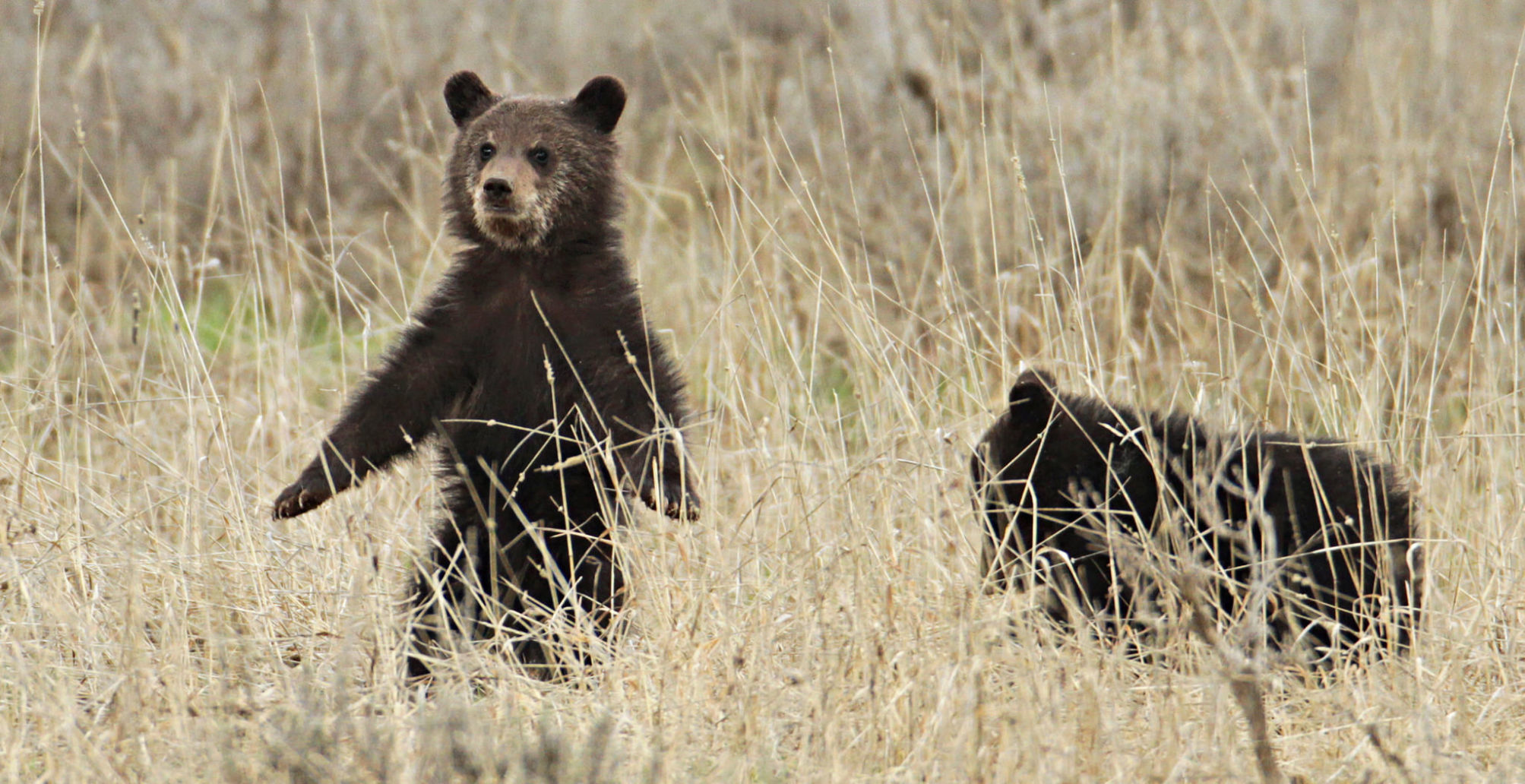 Grizzly cubs near Fishing Bridge